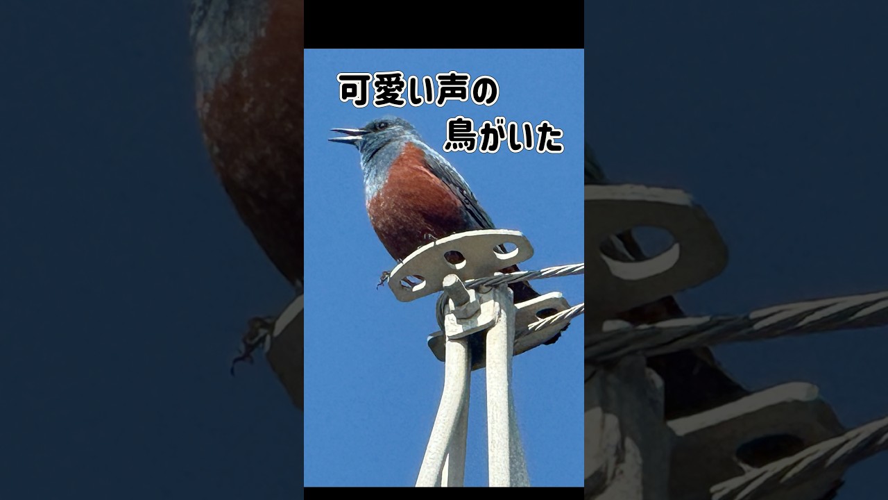 名前も知らない可愛い鳴き声の野鳥