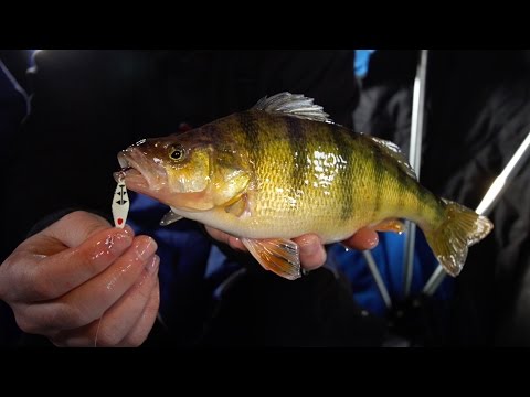 Giant Perch with the Perch Patrol Show Recap - ATIB TV Season 2