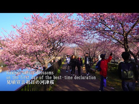 Kawazu Cherry Blossom Festival 2024, the first day of the best-time declaration!