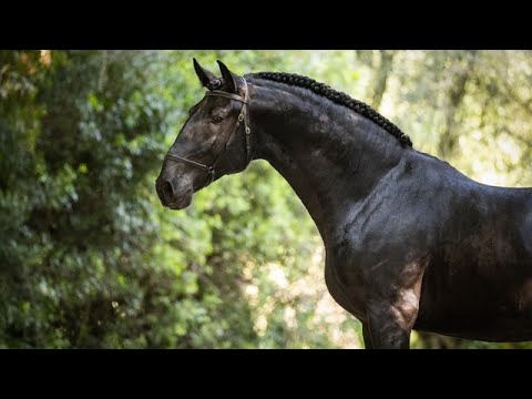 Horse for Sale |  Piro-Free Black Lusitano Stallion – Temperament, Talent & Charm (REF#1055)