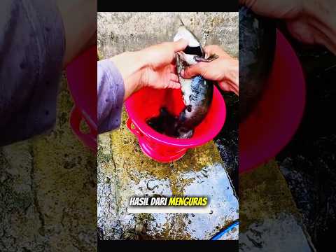 Penasaran minggu lalu senar pancingnya putus,pria ini putuskan kuras kubangan 🔥🐟🎣 #shorts #mancing