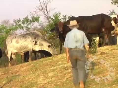 PEÃO BRASIL & PARENTINHO - TROPEIRO VELHO