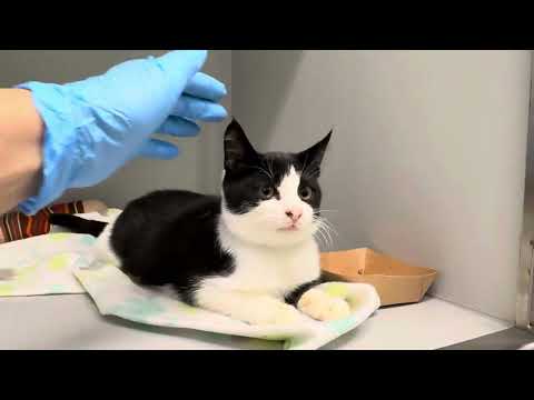 Celestine 239808, a super purrer😻