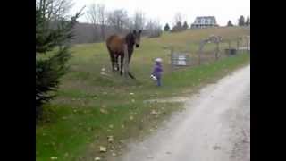 preview picture of video 'Feeding Seneca the Horse and His Buddy the Bull'