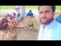 Eid Ul Adha 2023 | Cow Slaughter