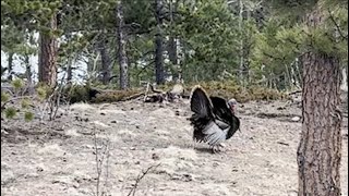 David Wilcock Hangout: Wild Turkey Couple Honors Us with a Visit! (50 secs)