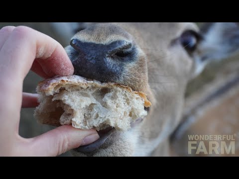 Do deer eat bread?  🍞🦌 (Do NOT feed it to wild deer)
