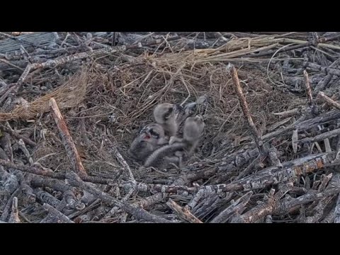Captiva Osprey Cam | Confusion between fish delivery. Babies alone in nest | 21.02.2022