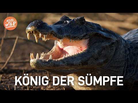 Unglaubliches BRASILIEN: Die Giganten des Pantanal