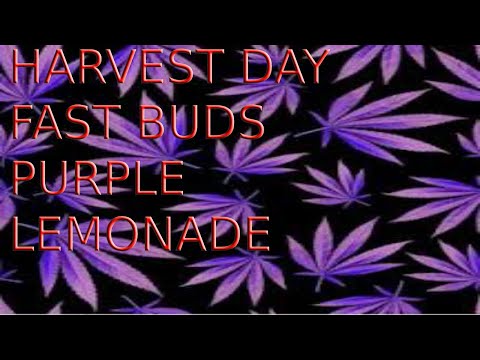 HARVEST DAY FAST BUDS purple lemonade