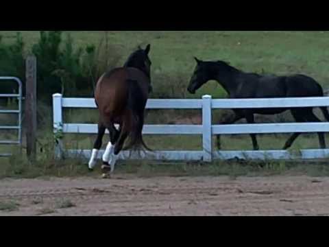 100 0032  Fleming   2013