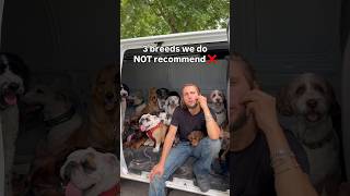 Breed we do not recommend 🔴#dogs #dogbreeds #doggielife