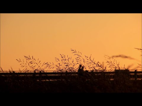 秋草の戦ぐ夕暮れ