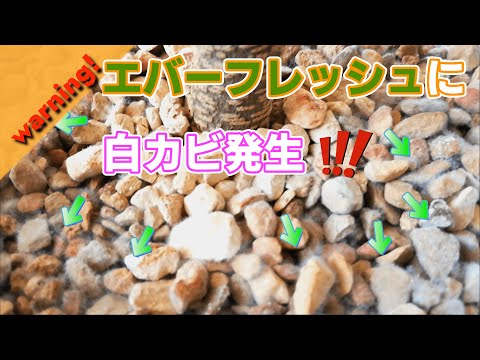 冬に観葉植物に発生する白カビとは？治療方法は？ 3つの効果的な解決策  庭園