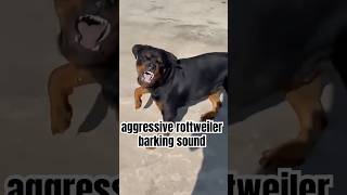 Download lagu aggressive rottweiler barking sound || dog sound || dog barking sound || #shorts #youtubeshorts mp3