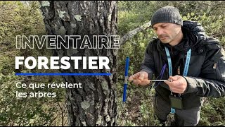 Ils enquêtent sur nos forêts, en première ligne face au changement climatique