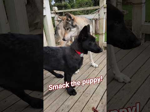 Wolf vs. Puppy: The Paw Smack! 🐺 ❤️ #petwolf #honeythewolf #wolf #wolfdog