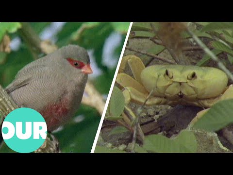 A Year-long Expedition Captures the Eclectic Wild Life of Ascension Island | Our World