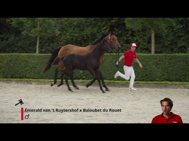 Eliot v/d Drie Eiken Z