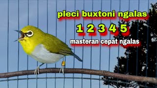 Download lagu Pleci Ngalas 12345 Tembakan, Masteran Pleci Buxtoni Biar Ngalas || Pleci Bustomi Gacor mp3