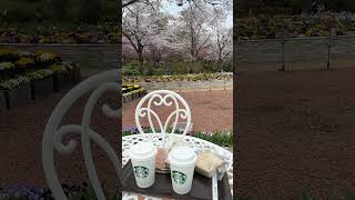 ゴンドラに乗って空中お花見【HANABIYORI】　　 #youtubeshorts #flowers