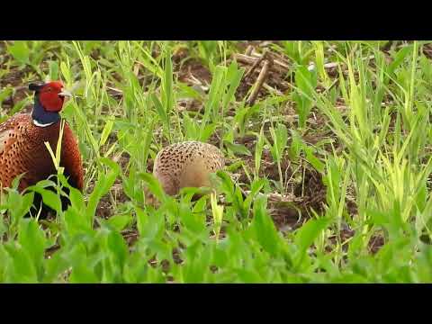 Bażant samiec wyprowadza samicę na żer * Pheasant male takes the female out to feed