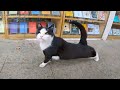 This One Eyed Tuxedo Cat Is Always Angry And Hungry But I Still Love Her