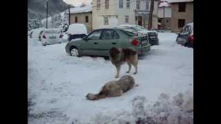 preview picture of video 'Lazaropole Macedonian Shepherd Dog - Sarplaninec / www.lazaropolee.blogspot.com /'