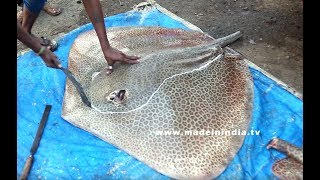#NeverSeenBefore | Marbled Electric Ray Fish | Very Rare Fish Cutting | Big Fish Cutting street food