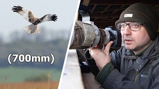 Photographing Marsh Harriers from a Hide - But Do I Have Enough Reach? And Tips on Hide Photography