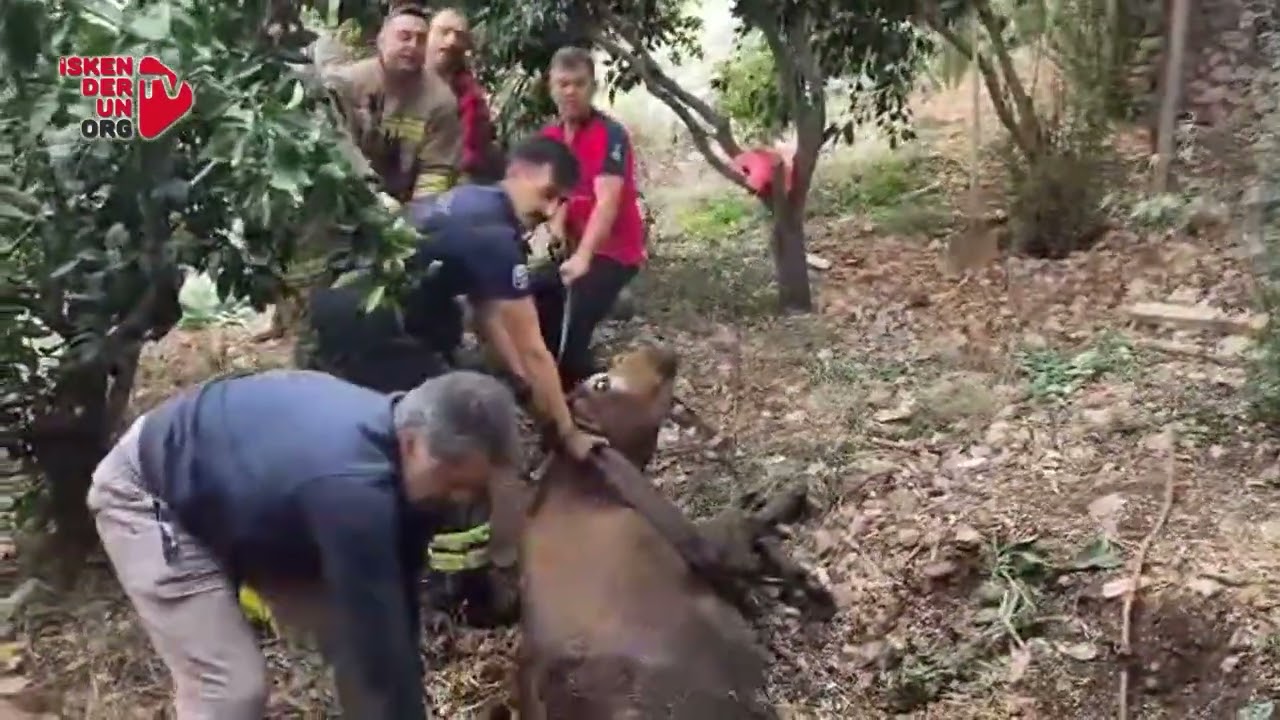 Kuyudan İnek Çıktı