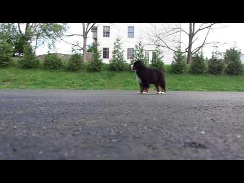 Lavish's Brut Premier 12 weeks free stack