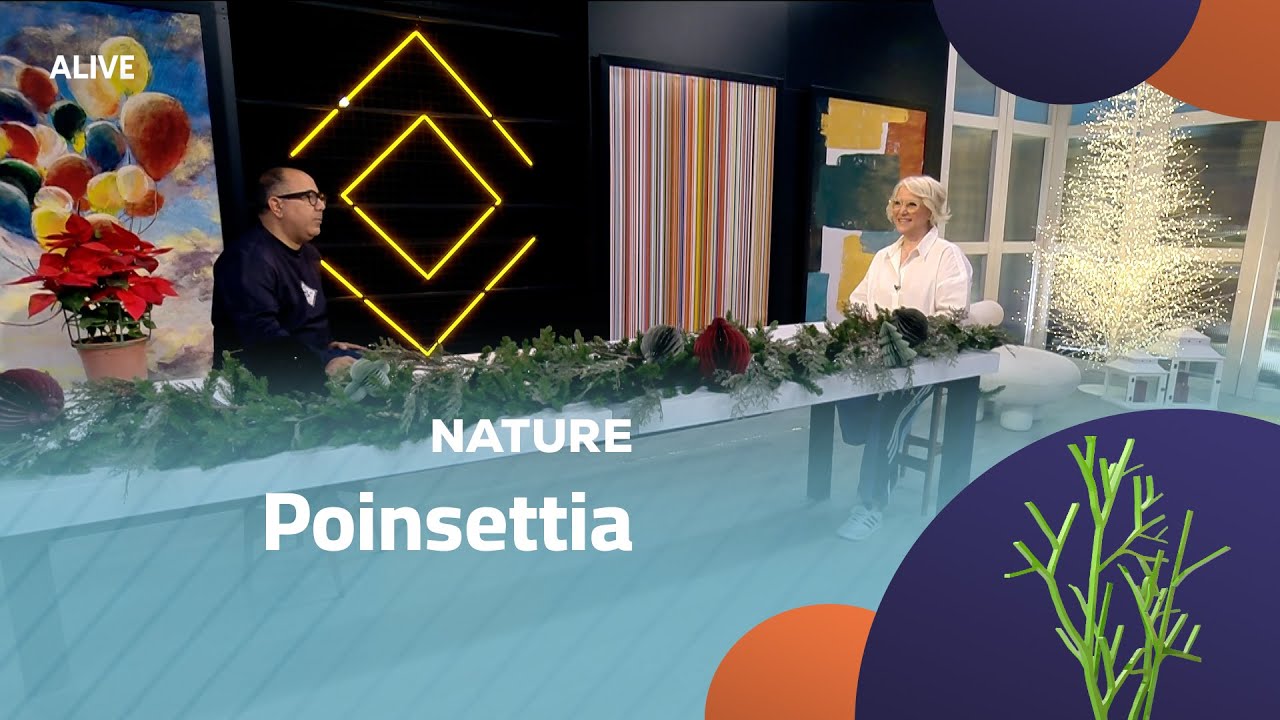 Nature - 06/12/2025 - Poinsettia