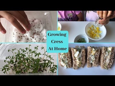 Kids Have Fun Growing Cress Seeds At Home | Making Egg, Mayonnaise And Cress Sandwiches