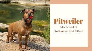 Pitweiler - Amazing mix breed of Rottweiler and Pitbull - Rottweiler Pitbull Mix