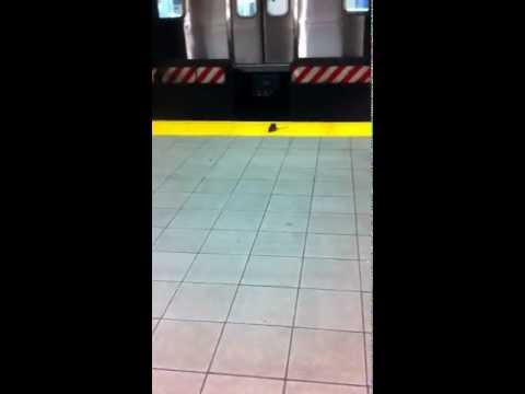 Rat on NYC subway Jay St platform
