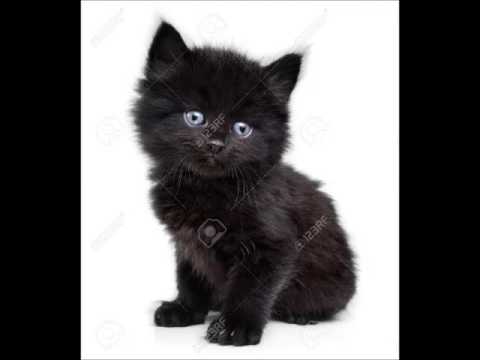 cat allergy double fit