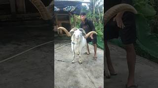 Download lagu Domba Adu ganteng #shorts mp3 Download lagu Domba Adu ganteng #shorts mp3