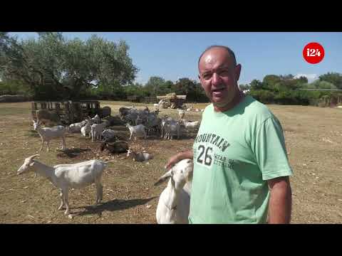 David Trento uzgajivač autohtonih istarskih koza