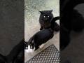 Tuxedo Cat VS Black Cat