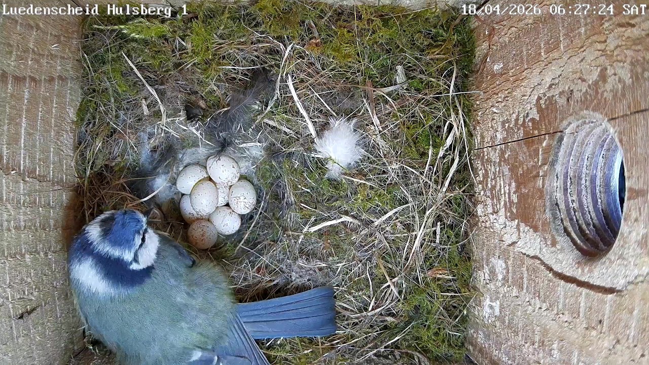 Brüten, Eierlegen, Star ohne Dame und Turmfalken auf 5 Eiern | 18.04.2026