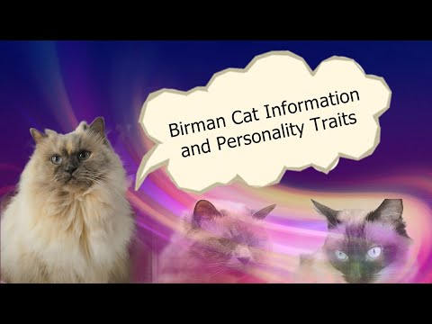Birman Cat Information and Personality Traits