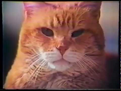 9Lives Morris Kitten Commercial