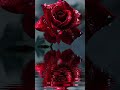 Beautiful Red Rose Images Rose Images For WhatsApp Dp Rose Viral Shorts