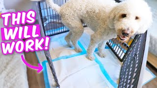 TRUTH ABOUT POTTY PADS 🤯 How to potty train indoors, FAST