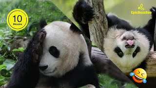 Download lagu 🐼Funny PANDA Video Compilation | 10 Mins of Panda Cuteness mp3 Download lagu 🐼Funny PANDA Video Compilation | 10 Mins of Panda Cuteness mp3