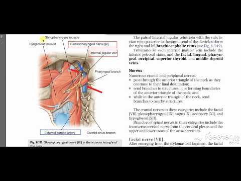Glossopharyngeal course 1