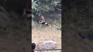 Tigre atacó a un hombre y le arrastró al parque丨CGTN en Español