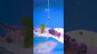 Download lagu Ternyata Seperti Ini Ikan Nila Makan Umpan Lumut #shorts #mancing #fishing mp3 Download lagu Ternyata Seperti Ini Ikan Nila Makan Umpan Lumut #shorts #mancing #fishing mp3