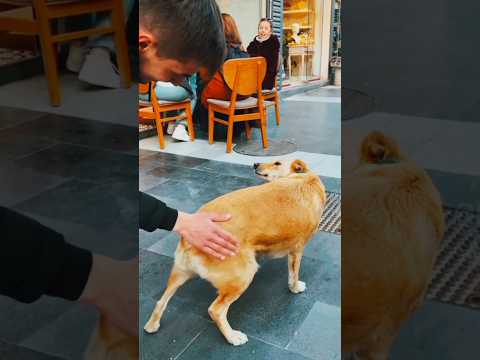 amazing Dog 🐕 cat 🐈 short music 🎶 video and funny short animal sounds
